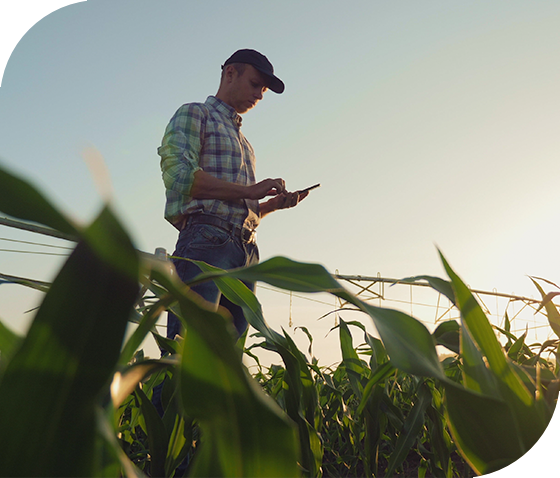 farmer using smartphone in corn field